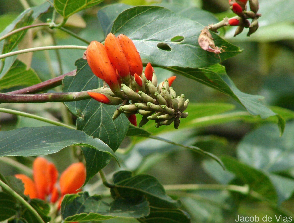 Erythrina subumbrans (Hassk.) Merr.